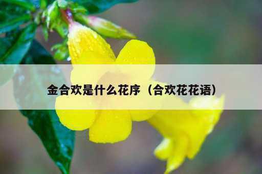 金合欢是什么花序？合欢花花语_https://www.86362.com_资讯_第1张