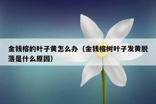 金钱榕的叶子黄怎么办？金钱榕树叶子发黄脱落是什么原因_https://www.86362.com_资讯_第1张