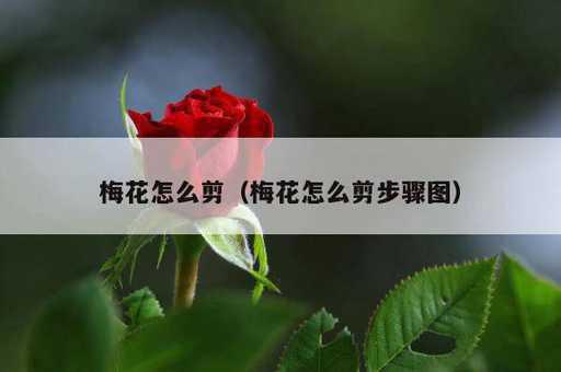 梅花怎么剪？梅花怎么剪步骤图_https://www.86362.com_资讯_第1张