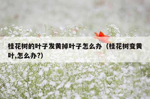 桂花树的叶子发黄掉叶子怎么办？桂花树变黄叶,怎么办?_https://www.86362.com_资讯_第1张