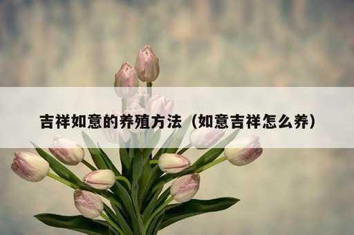 吉祥如意的养殖方法？如意吉祥怎么养_https://www.86362.com_资讯_第1张