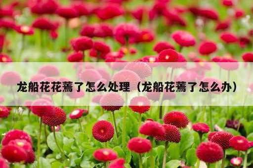 龙船花花蔫了怎么处理？龙船花蔫了怎么办