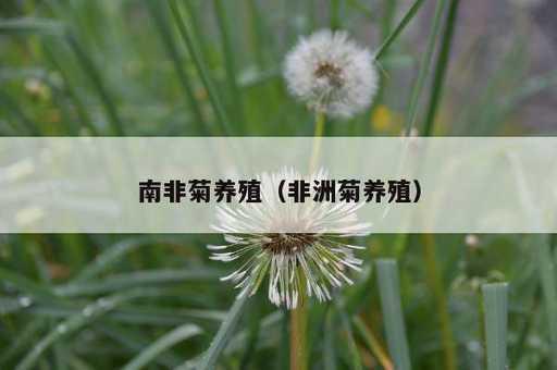 南非菊养殖？非洲菊养殖