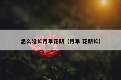 怎么延长月季花期？月季 花期长