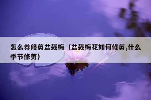 怎么养修剪盆栽梅？盆栽梅花如何修剪,什么季节修剪_https://www.86362.com_资讯_第1张