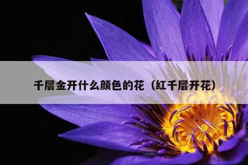 千层金开什么颜色的花？红千层开花_https://www.86362.com_资讯_第1张