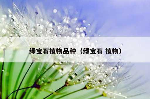 绿宝石植物品种？绿宝石 植物_https://www.86362.com_资讯_第1张