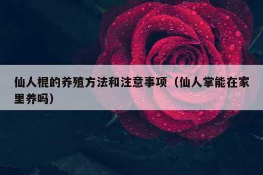 仙人棍的养殖方法和注意事项？仙人掌能在家里养吗