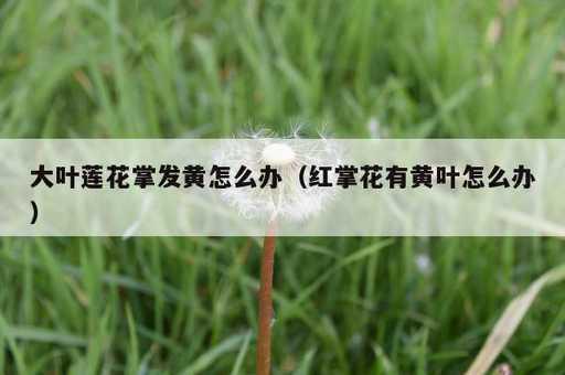 大叶莲花掌发黄怎么办？红掌花有黄叶怎么办