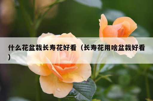 什么花盆栽长寿花好看？长寿花用啥盆栽好看_https://www.86362.com_资讯_第1张