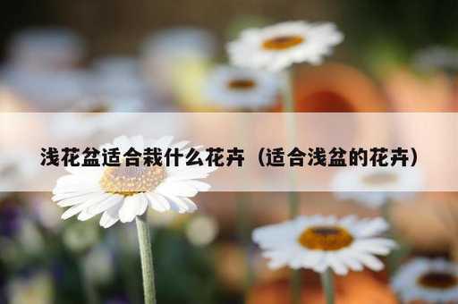 浅花盆适合栽什么花卉？适合浅盆的花卉_https://www.86362.com_资讯_第1张