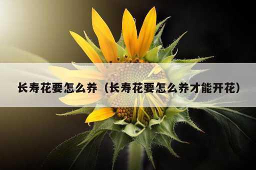 长寿花要怎么养？长寿花要怎么养才能开花_https://www.86362.com_资讯_第1张