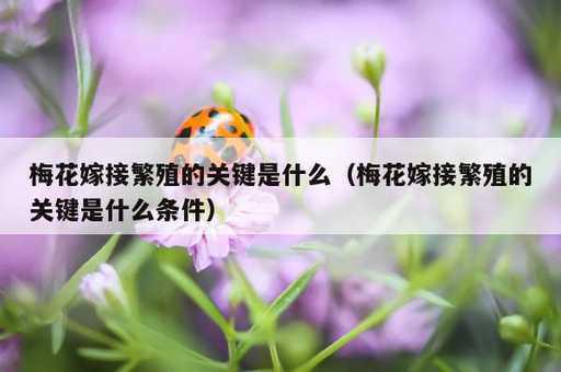 梅花嫁接繁殖的关键是什么？梅花嫁接繁殖的关键是什么条件