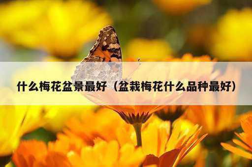 什么梅花盆景最好？盆栽梅花什么品种最好_https://www.86362.com_资讯_第1张