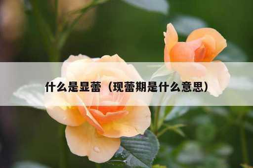 什么是显蕾？现蕾期是什么意思_https://www.86362.com_资讯_第1张