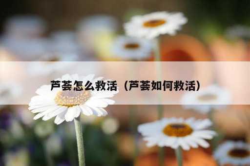 芦荟怎么救活？芦荟如何救活