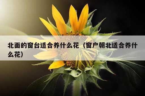 北面的窗台适合养什么花？窗户朝北适合养什么花_https://www.86362.com_资讯_第1张