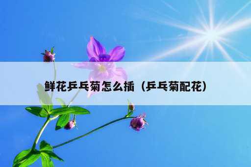 鲜花乒乓菊怎么插？乒乓菊配花