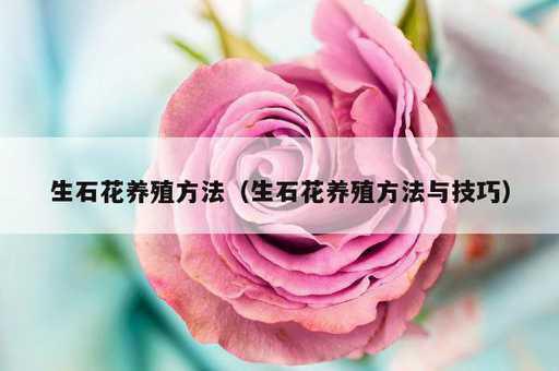 生石花养殖方法？生石花养殖方法与技巧_https://www.86362.com_资讯_第1张