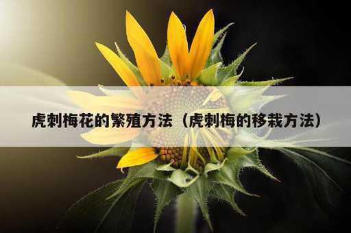 虎刺梅花的繁殖方法？虎刺梅的移栽方法