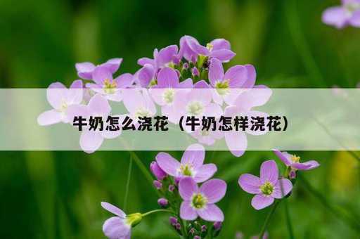 牛奶怎么浇花？牛奶怎样浇花_https://www.86362.com_资讯_第1张