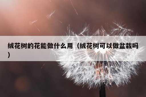 绒花树的花能做什么用？绒花树可以做盆栽吗_https://www.86362.com_资讯_第1张