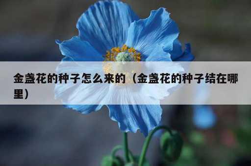 金盏花的种子怎么来的？金盏花的种子结在哪里