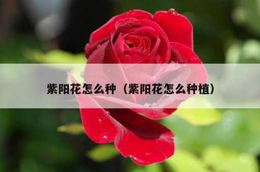 紫阳花怎么种？紫阳花怎么种植