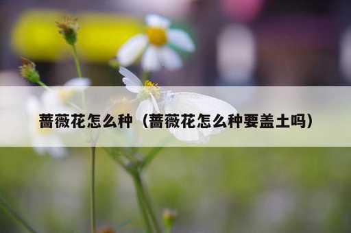 蔷薇花怎么种？蔷薇花怎么种要盖土吗