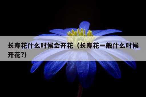 长寿花什么时候会开花？长寿花一般什么时候开花?_https://www.86362.com_资讯_第1张