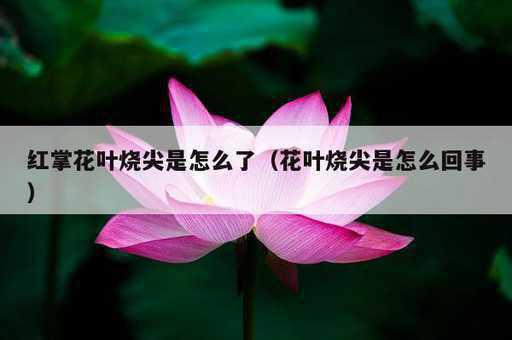 红掌花叶烧尖是怎么了？花叶烧尖是怎么回事_https://www.86362.com_资讯_第1张