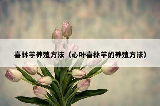 喜林芋养殖方法？心叶喜林芋的养殖方法