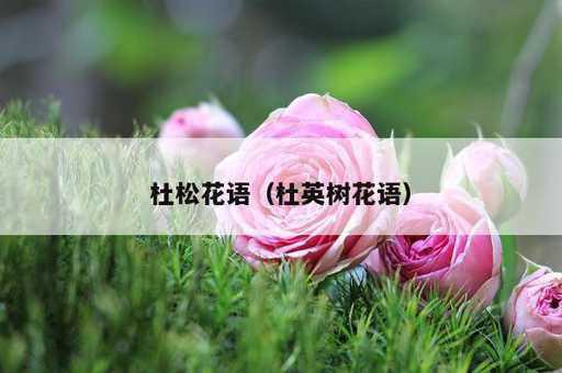 杜松花语？杜英树花语_https://www.86362.com_资讯_第1张