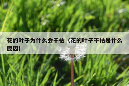 花的叶子为什么会干枯？花的叶子干枯是什么原因