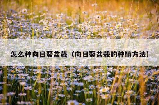 怎么种向日葵盆栽？向日葵盆栽的种植方法_https://www.86362.com_资讯_第1张