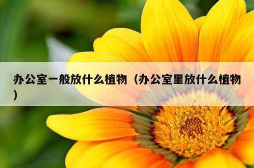 办公室一般放什么植物？办公室里放什么植物