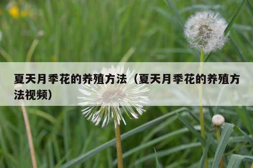 夏天月季花的养殖方法？夏天月季花的养殖方法视频