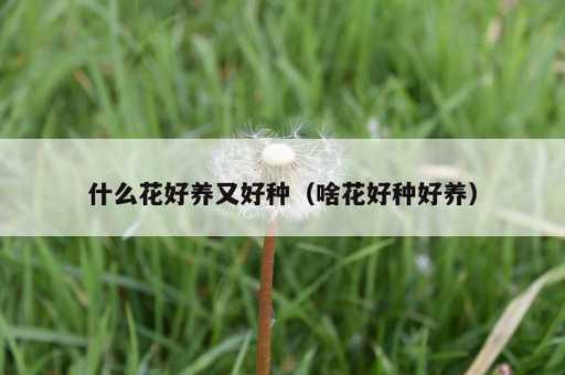 什么花好养又好种？啥花好种好养