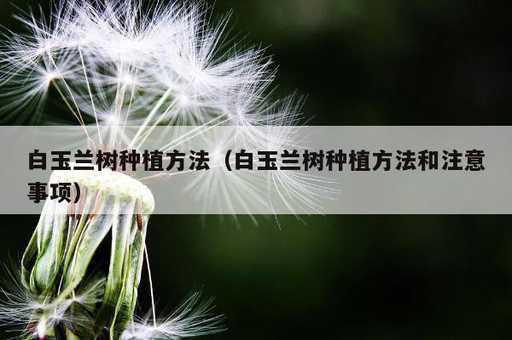 白玉兰树种植方法？白玉兰树种植方法和注意事项_https://www.86362.com_资讯_第1张