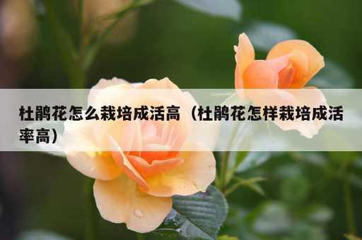 杜鹃花怎么栽培成活高？杜鹃花怎样栽培成活率高