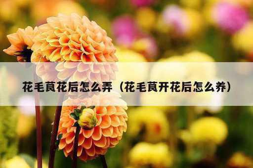 花毛茛花后怎么弄？花毛茛开花后怎么养_https://www.86362.com_资讯_第1张