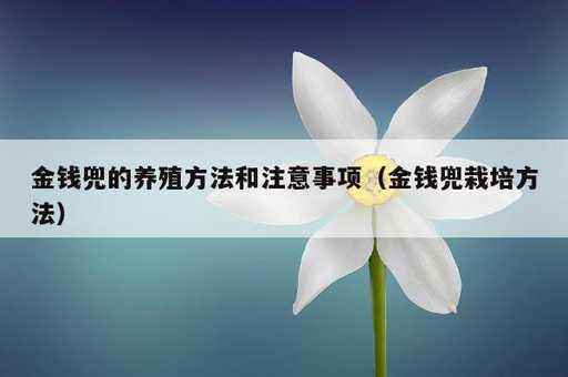 金钱兜的养殖方法和注意事项？金钱兜栽培方法_https://www.86362.com_资讯_第1张