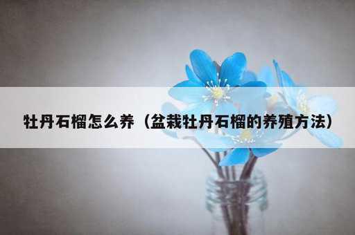 牡丹石榴怎么养？盆栽牡丹石榴的养殖方法