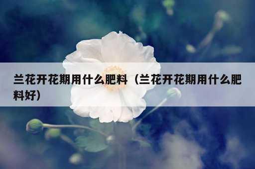 兰花开花期用什么肥料？兰花开花期用什么肥料好_https://www.86362.com_资讯_第1张