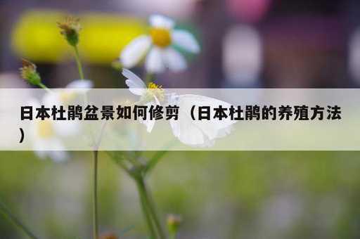 日本杜鹃盆景如何修剪？日本杜鹃的养殖方法_https://www.86362.com_资讯_第1张