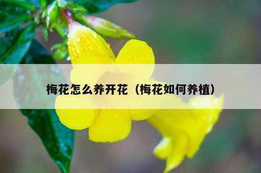 梅花怎么养开花？梅花如何养植