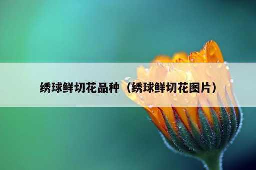 绣球鲜切花品种？绣球鲜切花图片_https://www.86362.com_资讯_第1张