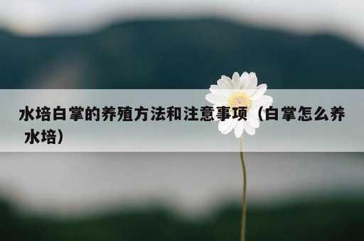 水培白掌的养殖方法和注意事项？白掌怎么养 水培_https://www.86362.com_资讯_第1张