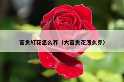 富贵红花怎么养？大富贵花怎么养_https://www.86362.com_资讯_第1张