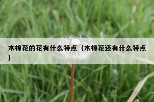 木棉花的花有什么特点？木棉花还有什么特点_https://www.86362.com_资讯_第1张